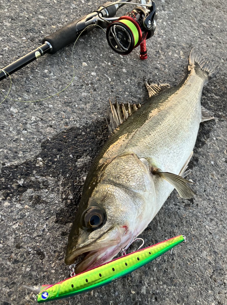 Angler_k11's tweet image. スピニングに持ち替えて夕まずめ滑り込み🐟💨

#fimoオリカラ
#リアルキッス
#ブローウィン140s