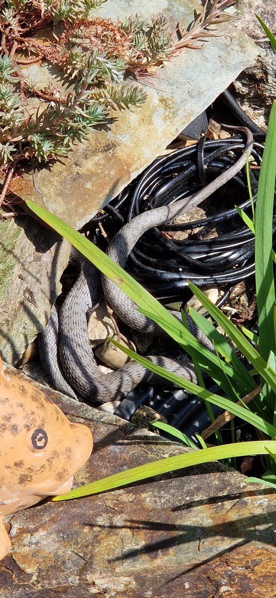 JuliaEmma's tweet photo. @BBCSpringwatch the grass snake that has moved in next to our pond in sunny Ivybridge, Devon over the last few days! Hoping it doesn't eat too many of our pond life 😂 #springwatch #bbcspringwatch #springwatch2023 https://t.co/APk9crrAsK
