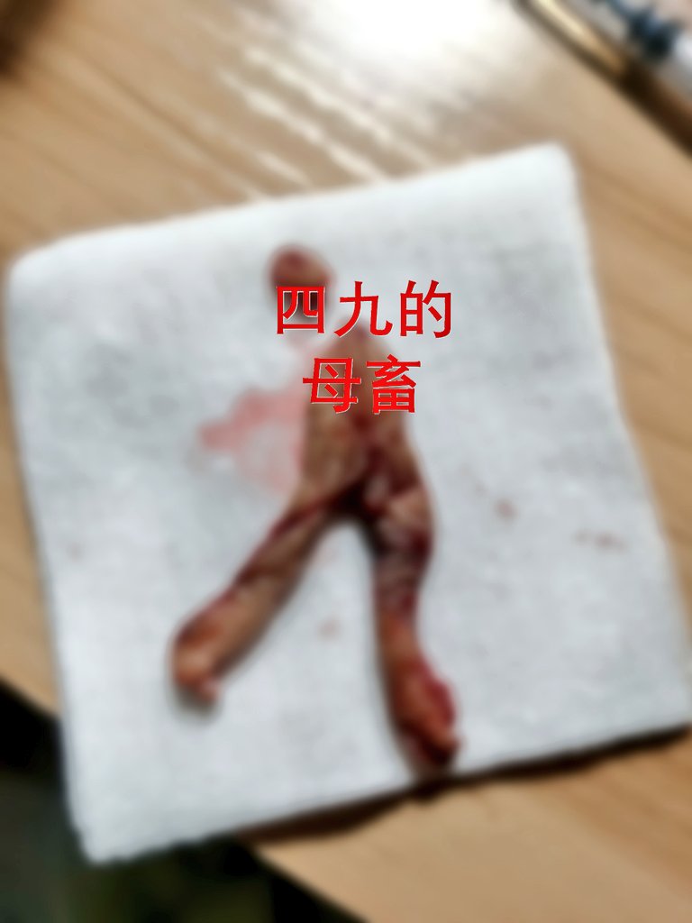 我是一只改造母畜，快乐肉已移除。 #人体改造  #母畜