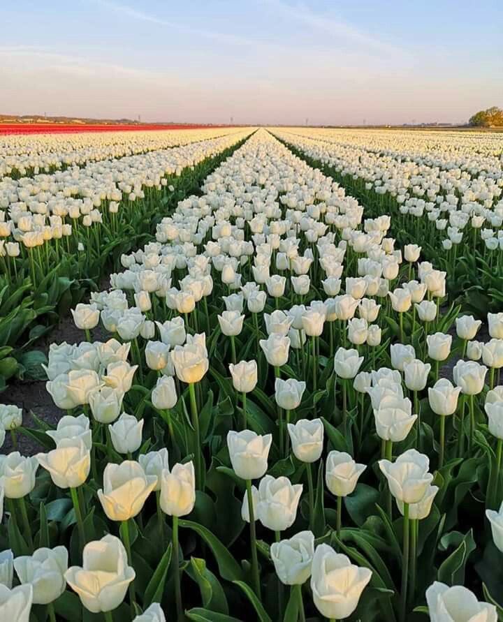 300moods's tweet image. field of white tulips
