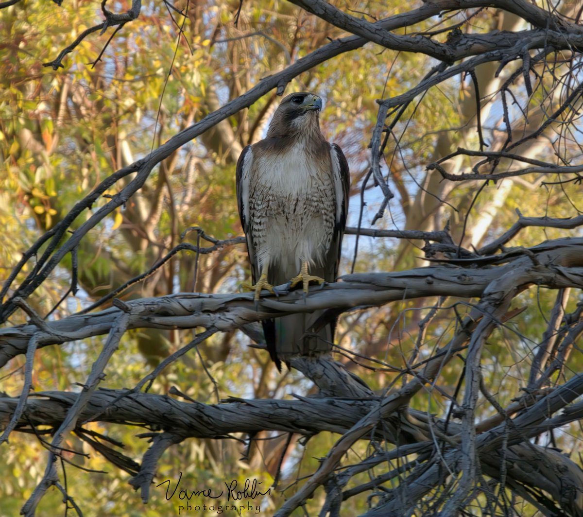 One of the Cooper's Hawks on it's afternoon perch.
The pair have at least one little one in the nest.
Scottsdale, Arizona.
#CoopersHawk #BirdWatching #ScottsdaleWildlife #ArizonaBirds #RaptorPhotography #BirdsOfPrey #NaturePhotography #WildlifePhotography #BirdsOfArizona