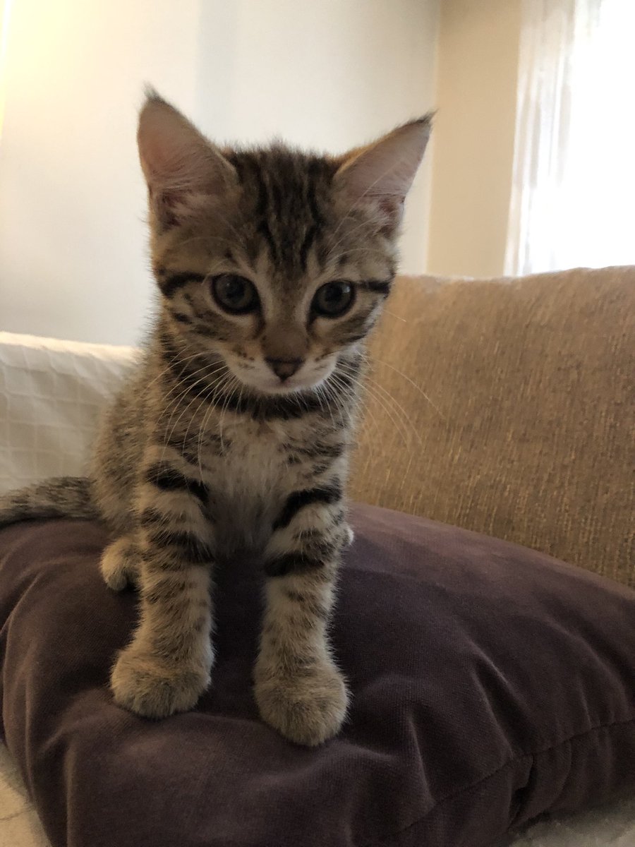 Hoş geldin Şekerpare 🤍