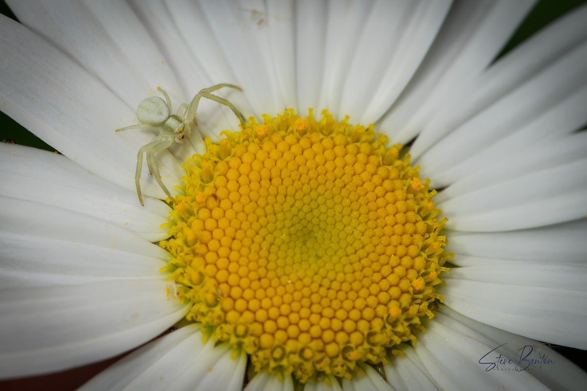 The Crab Spider which can change colour depending on the type of flower it is hunting on. The female is only 10mm long sitting on Yarrow flowers and the tiny male is only 5mm long sitting in the centre of a Daisy @BBCSpringwatch @BuglifeCymru @RSPBCymru @Natures_Voice