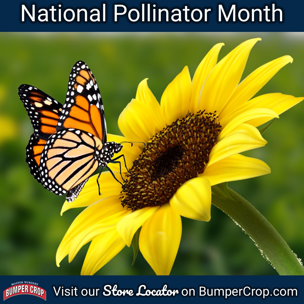 🦋 June is National Pollinator Month! 🦋 What will you 'bee' planting in your organic pollinator gardens? 🐝 bumpercrop.com/store-locator/ #June #PollinatorMonth #NationalPollinatorMonth #Gardens #PollinatorGardens #Pollinator #Pollinators #BumperCrop #Soils #PlantFoods #Organic