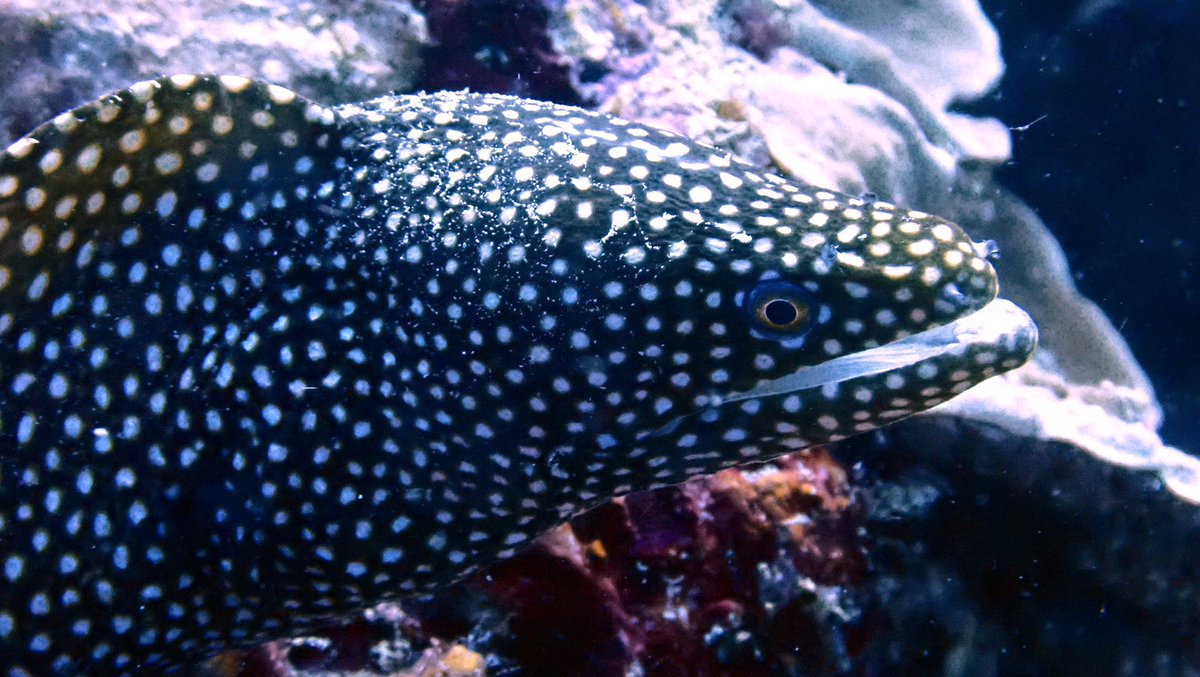 Honey Comb Eel spotted. Let’s dive.