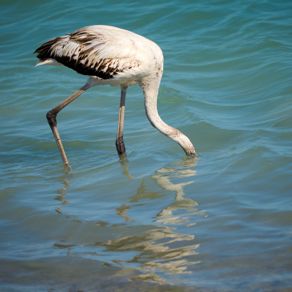 #birdwatching #birdphotography #NaturePhotograhpy #SonyAlpha #BirdsOfTwitter #birds #wildlifephotography #photography #save_birds #savebirds #nature #save_nature #wildelife #flamingo #sea
@BirdWatchDaily
@Natures_Voice
@birdnames_en
@SonyAlphaShots