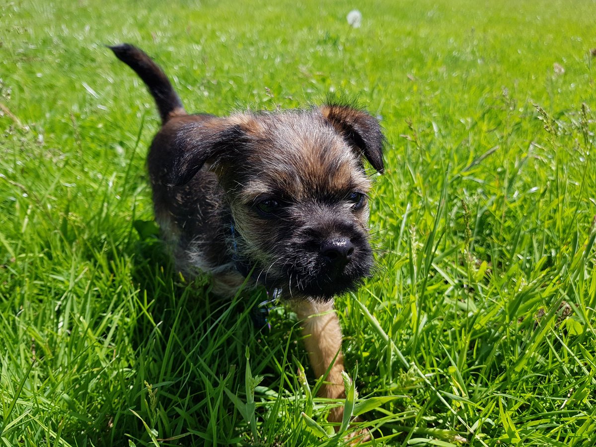 ConorTheBrit's tweet photo. So this time 6 years ago Carrot was out on the field as a tiny doggo. Time flies when you are a crazy border terrier #BorderPosse #DogsofTwitter https://t.co/MwaBKAMUqc