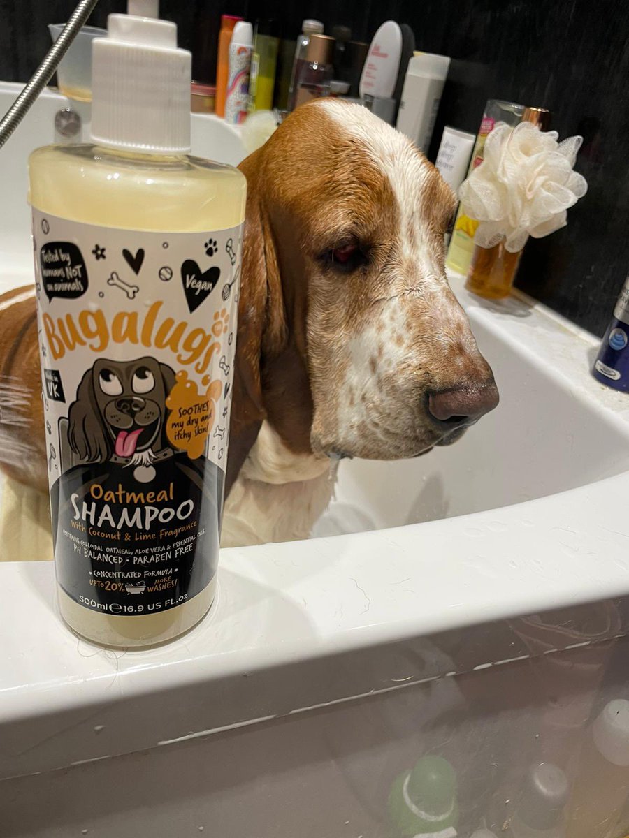 GeordieChrisp's tweet photo. Bathday, the whole gang clean and smelling fresh! ๐ฆ๐พ๐พ๐พ๐พ
@bugalugspet #bugalugs #basset #bassethound #bassethoundpuppy #lurcher https://t.co/MoZ2HCN1dV