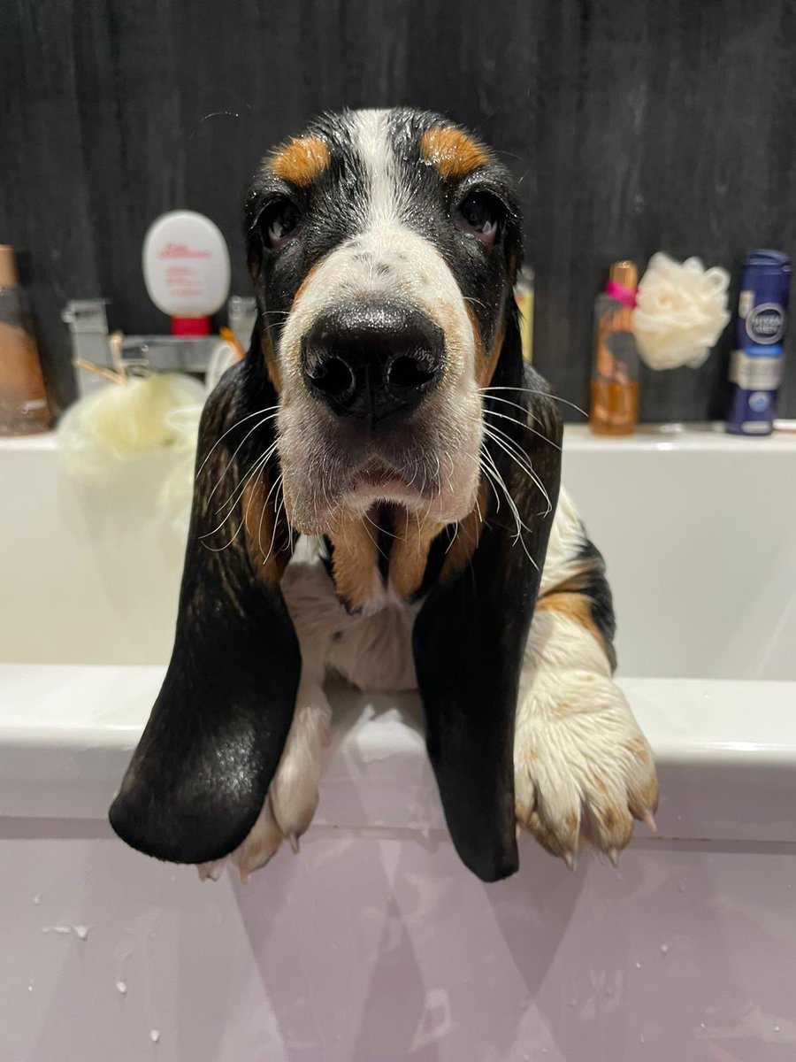 GeordieChrisp's tweet photo. Bathday, the whole gang clean and smelling fresh! ๐ฆ๐พ๐พ๐พ๐พ
@bugalugspet #bugalugs #basset #bassethound #bassethoundpuppy #lurcher https://t.co/MoZ2HCN1dV