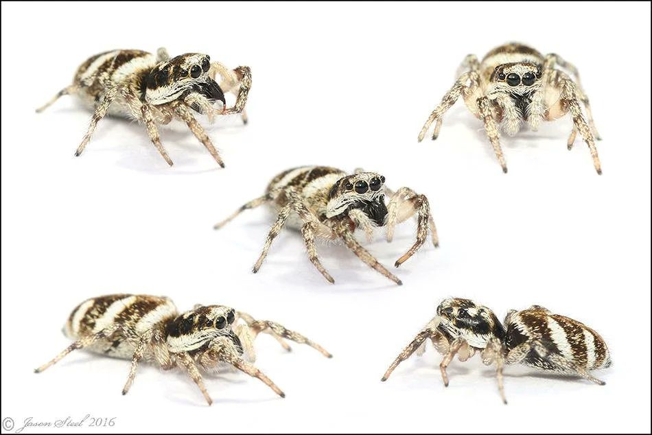 Theyre beautiful but i still pooped myself when one of these tiny zebra jumping spiders landed on my arm.

THEY MOVE SO FAST TOO

#spider #zebraspider