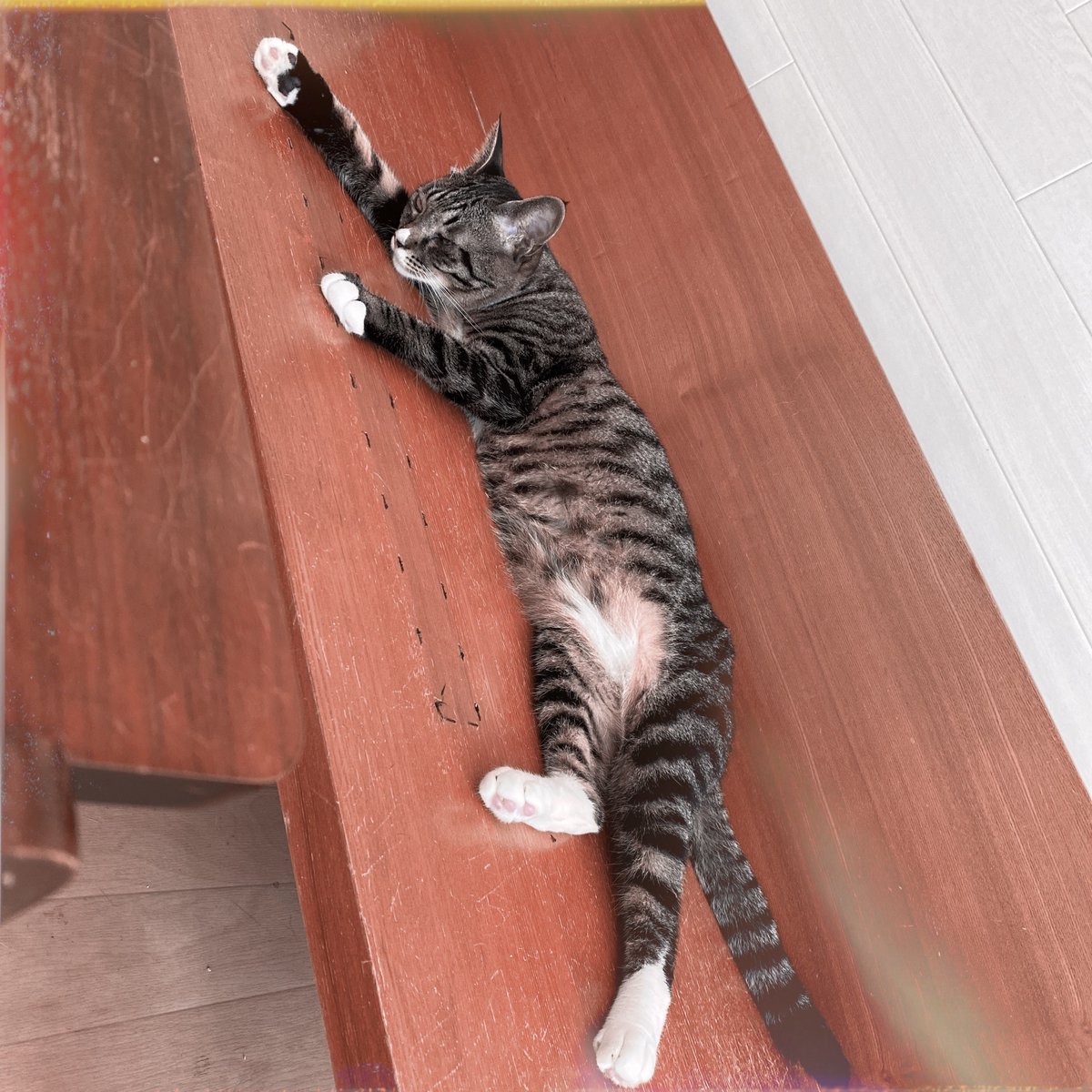 obi_wan_eclipse's tweet image. #Hipstamatic #AuroraNCL #Reeta #猫式 #猫 #cat #ShotoniPhone