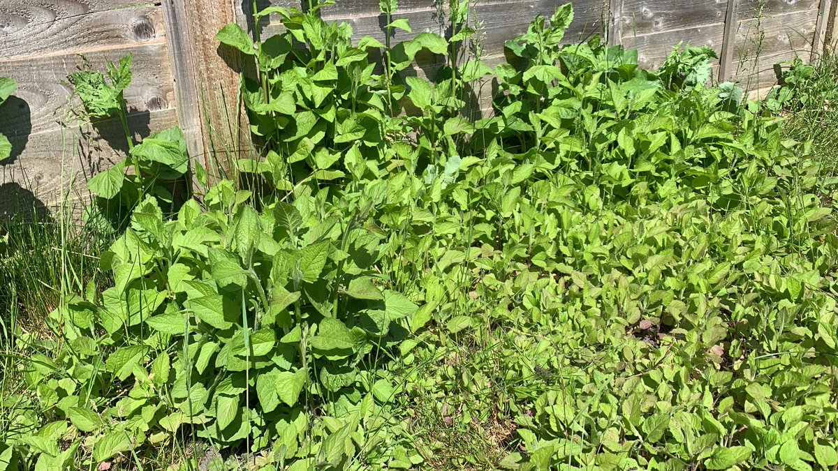 Any gardeners with any advice on how to get rid of nipplewort?
Yea, lol.