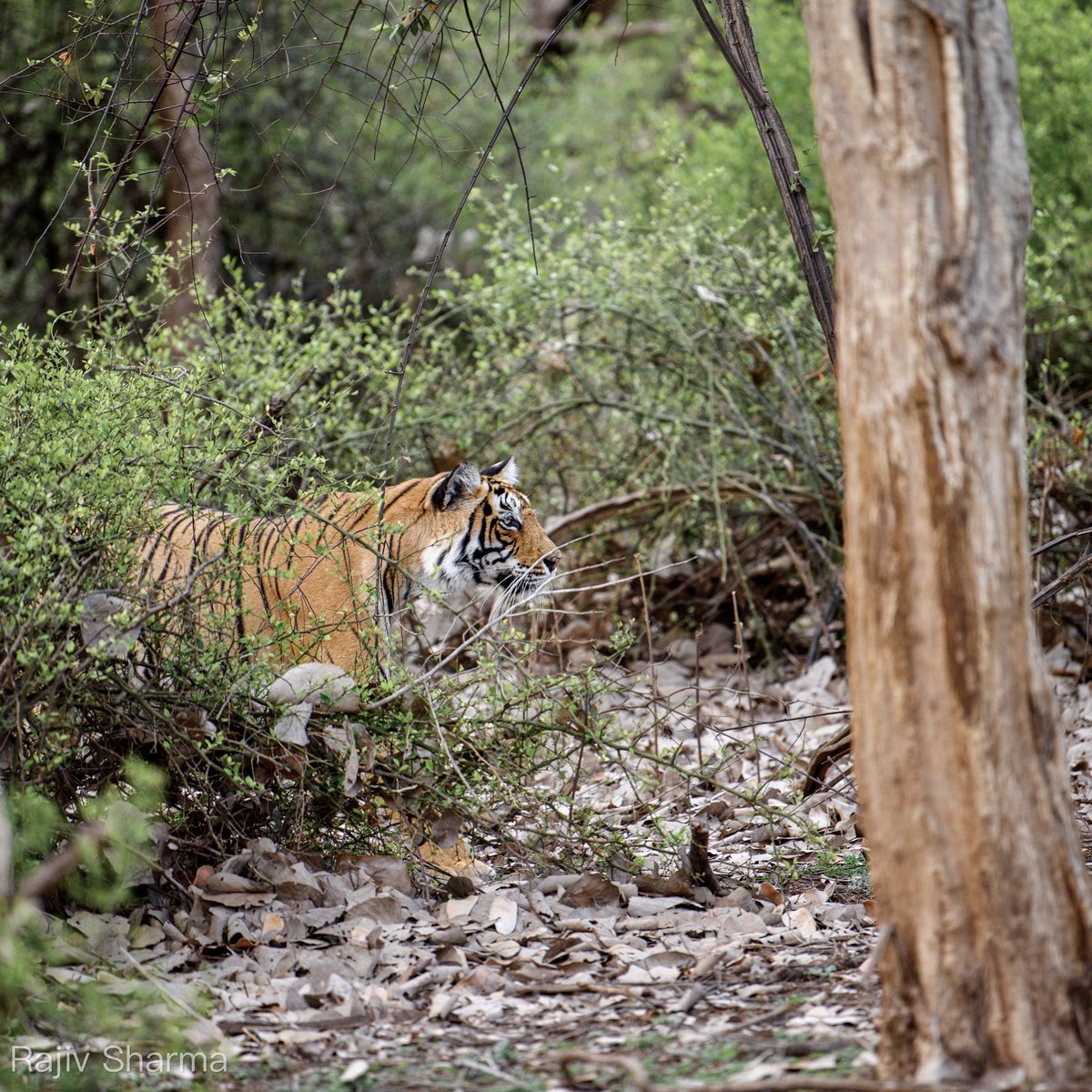 Focus..

#ranthambhore #ranthamboretigerreserve #ranthamborenationalpark 
#ThePhotoHour #IndiAves
#ThroughYourLens #BBCWildlifePOTD #TwitterNatureCommunity 
#TwitterNaturePhotography
#wildlifeshortstories