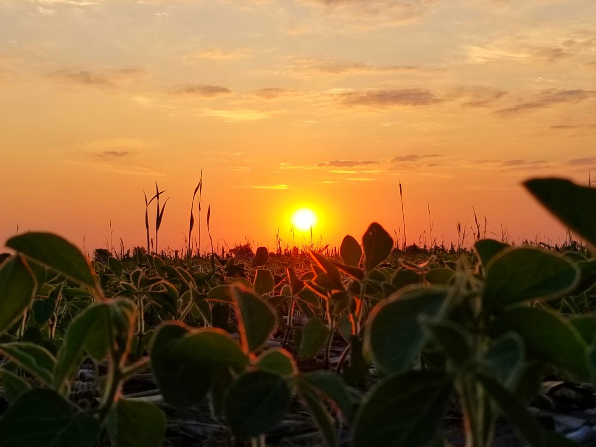 Top of the Morning America!!🇺🇸🌱🇺🇸
Hey Mother Nature...send some rain please!!🙏🌧🙏
#PIONEERSTRONG 🇺🇸🌱💪
@PioneerSeeds