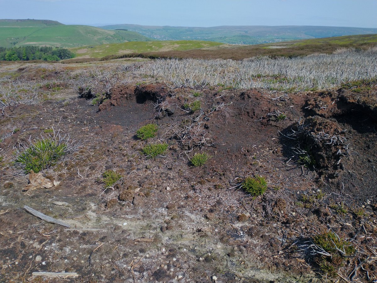 A day late for #WorldPeatlandsDay but it's never too late to highlight the deplorable state of British peatlands thanks to driven grouse shooting

Burnt to a crisp, eroding away & totally devoid of peat forming species

The world must look on in horror at how we treat peatlands