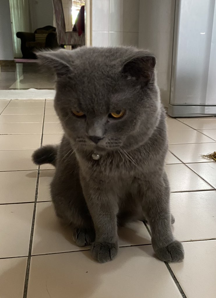 chakulachann's tweet photo. missing cat this morning. This is mine - dah sunat dah. My jiran nampak ada orang amik depan rumah… please return him #catnapped #missingcat #bukitjelutong https://t.co/8uwrYstSp0