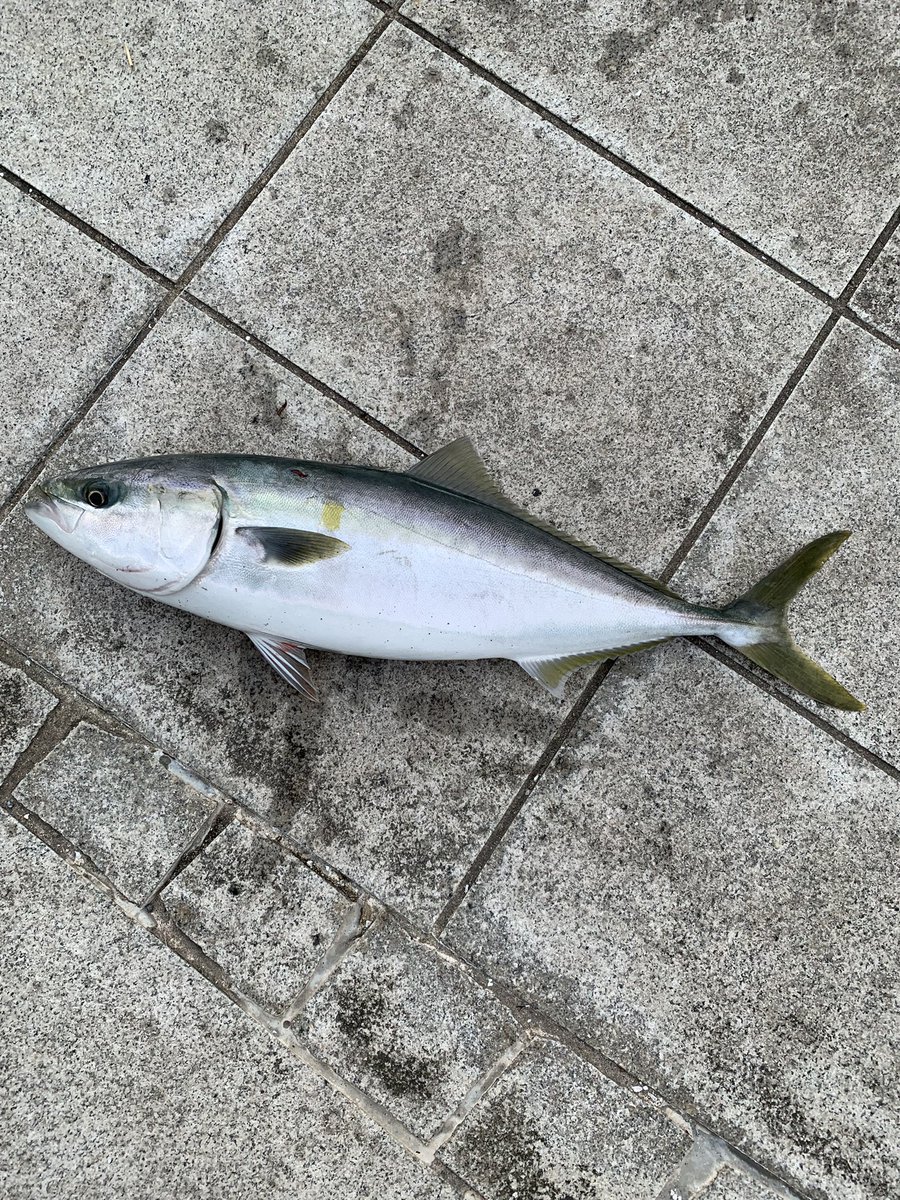 久しメジ