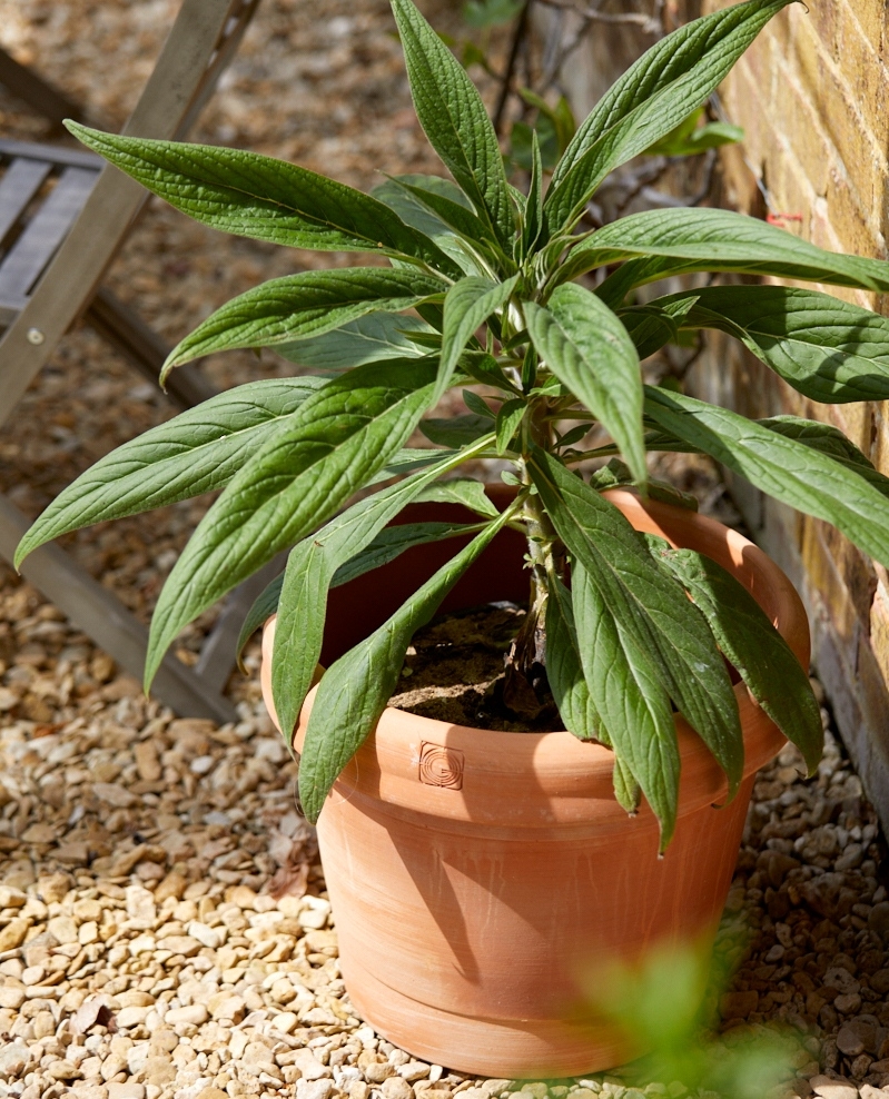 gardenesque_uk's tweet photo. Can you name this plant? Terracotta never goes out of style! It's the perfect investment of timeless beauty for your outdoor gardenware.
#terracotta #gardeningtwitter #terracottapot https://t.co/2AK7YbOmaW