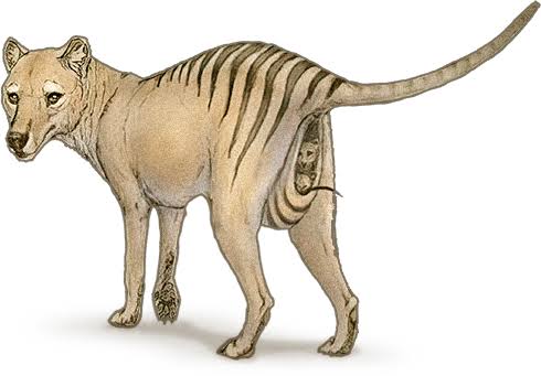 jellypastaa's tweet photo. 🐯❤
kenalin, adek ini namanya thylacine atau harimau tasmanian. bener banget, mereka menaruh bayinya di kantung.

sayangnya, mereka sudah punah  dan foto yang kita lihat dibawah ini diambil pada tahun 1933.

dia thylacine terakhir di dunia :') https://t.co/fi5OwLAosH