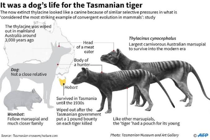 🐯❤
kenalin, adek ini namanya thylacine atau harimau tasmanian. bener banget, mereka menaruh bayinya di kantung.

sayangnya, mereka sudah punah  dan foto yang kita lihat dibawah ini diambil pada tahun 1933.

dia thylacine terakhir di dunia :')