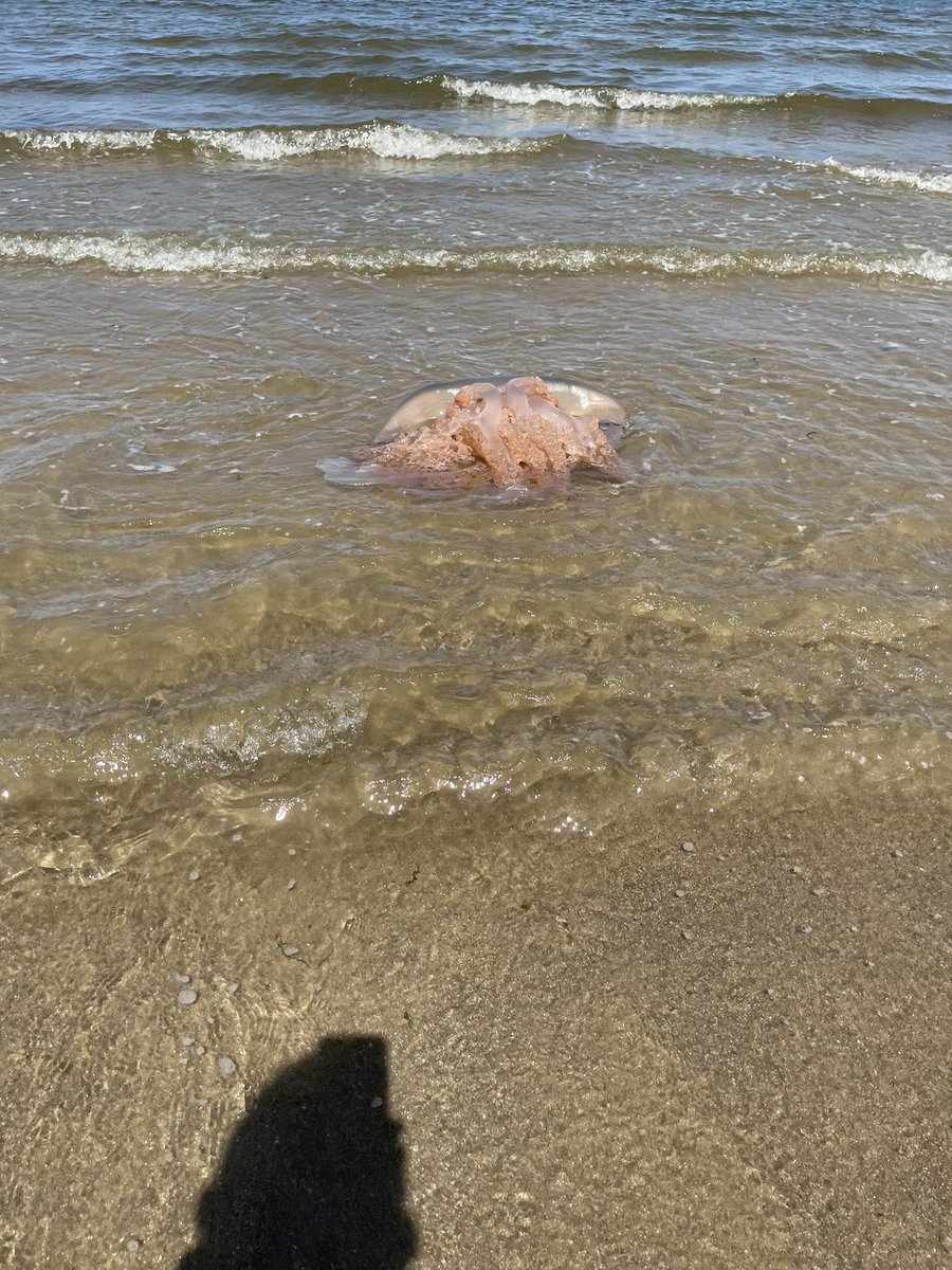 Austin Walters 🏴󠁧󠁢󠁷󠁬󠁳󠁿♻️🪶 tweet media