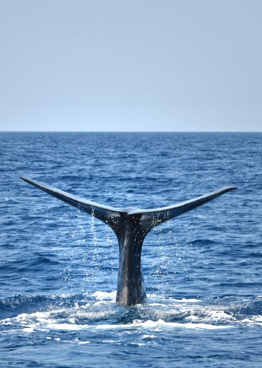 Achtung Wal - weg vom Gas! Warum auch die Ferien-Fähren im Mittelmeer ein ernsthaftes Problem sind für Pott- und Finnwale. Unterwegs mit Walforschern. Reportage bald in der Sommerserie #Wissenschaftsmagazin #SRF #Wale #whales #science