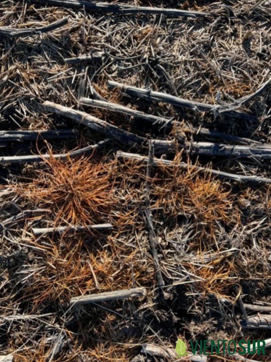 Iniciando pruebas de control de raigrás y crucíferas con #MatenoPlus #Iteros 
#Experimentación 
📍Zona Necochea, Sudeste de Buenos Aires 
@JPortugal88 <a href="/ManuAued/">Manu Aued</a>