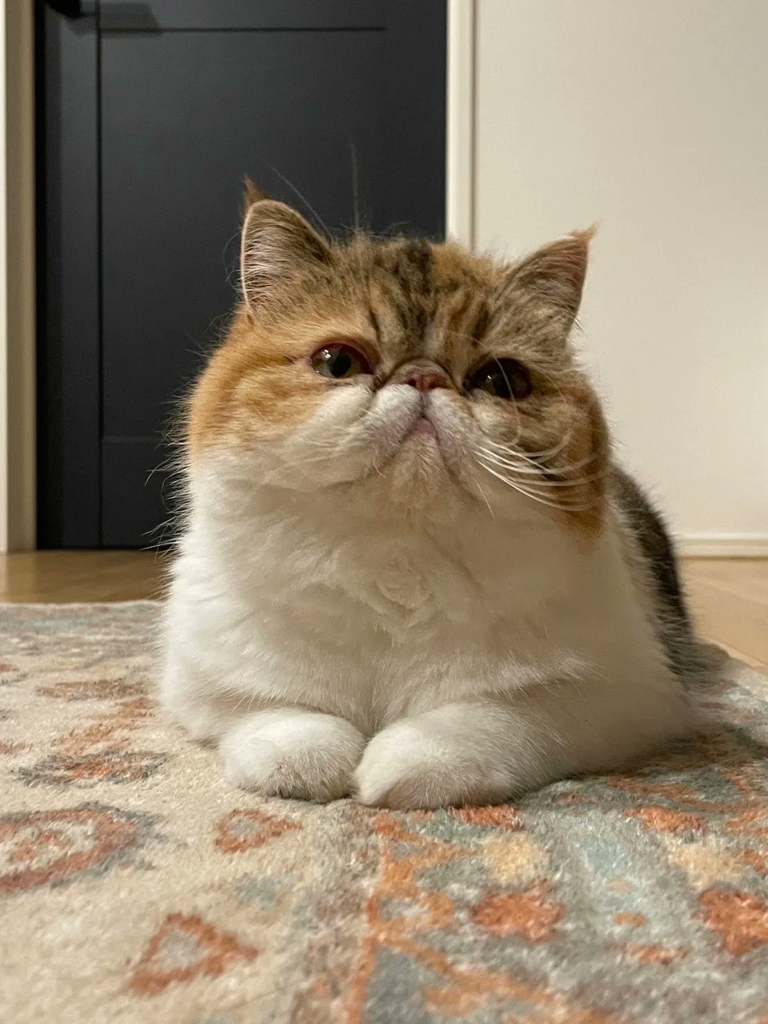 むちむちエキゾのむぎ🐈‍⬛ (@mugi_210603) / X