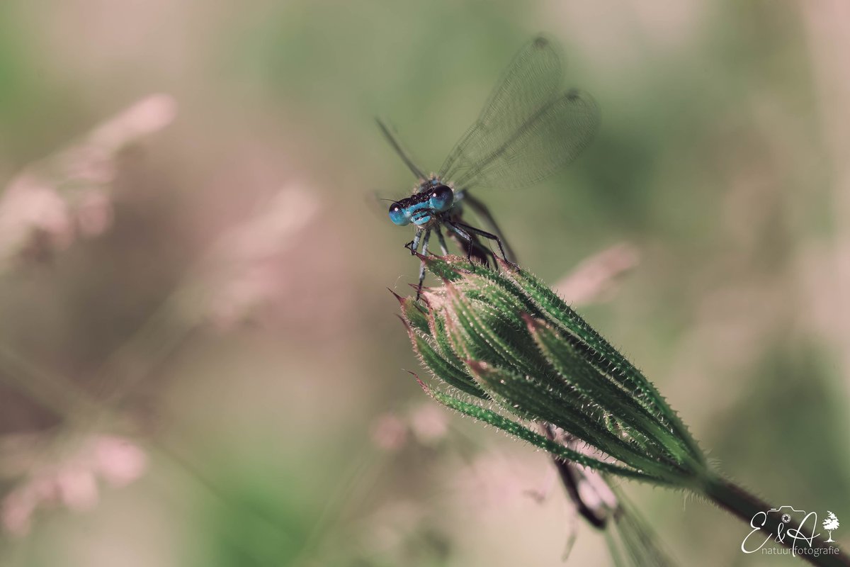 Wat een heerlijke tijd voor fotografie met alle libellen 😍 (en alle andere insecten)

#libellente #vlinderstichting #dragonfly