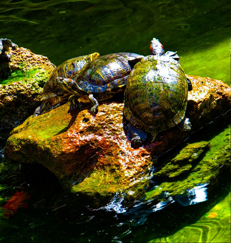 Sunning
Photographer Jon Pinter
#turtles #turtle #nature #naturephotography 
#socalphotographer #socal #mysdphoto #photography #photographyisanart #PhotoOfTheDay #fotografie #coast #coastlife #coastal #beach #beachlife #sandiego #socal #california #olympus #olympusphotography