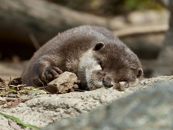 Otter fell asleep holding his rocck dailyotter.org/posts/2023/6/2… 📸: @uso_otter