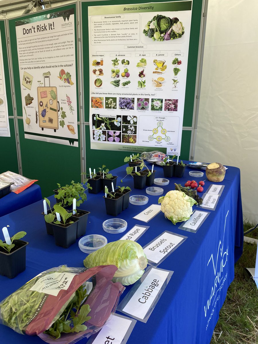 VeGIN 🥕🥦🧅🥬 (@warwickvegin) on Twitter photo VeGIN are at the <a href="/KenilworthShow/">Kenilworth Show</a> come talk to us about brassica diversity, pests and pathogens, and even some fun games and activities! 🥦🥬 <a href="/WarwickCrop/">Warwick Crop Centre</a> <a href="/WarwickLifeSci/">Life Sciences</a> VeGIN are at the <a href="/KenilworthShow/">Kenilworth Show</a> come talk to us about brassica diversity, pests and pathogens, and even some fun games and activities! 🥦🥬 <a href="/WarwickCrop/">Warwick Crop Centre</a> <a href="/WarwickLifeSci/">Life Sciences</a>