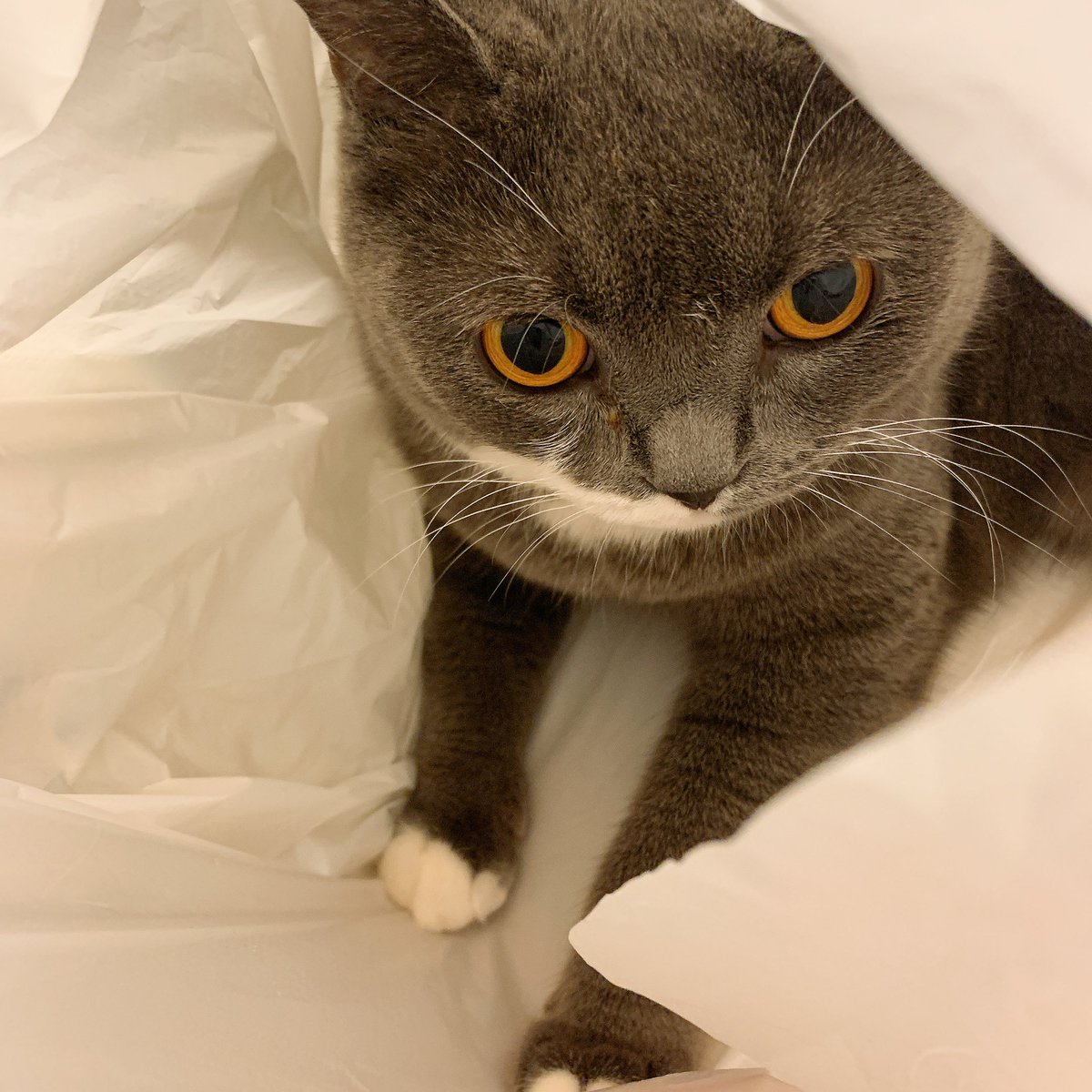 でっかいビニール袋で捕獲ー🕸
#猫のいる幸せ 
#ブリティッシュショートヘア 
#猫がいる生活 #猫好きさんと繫がりたい #猫がいる暮らし #猫 #cat #ねこ