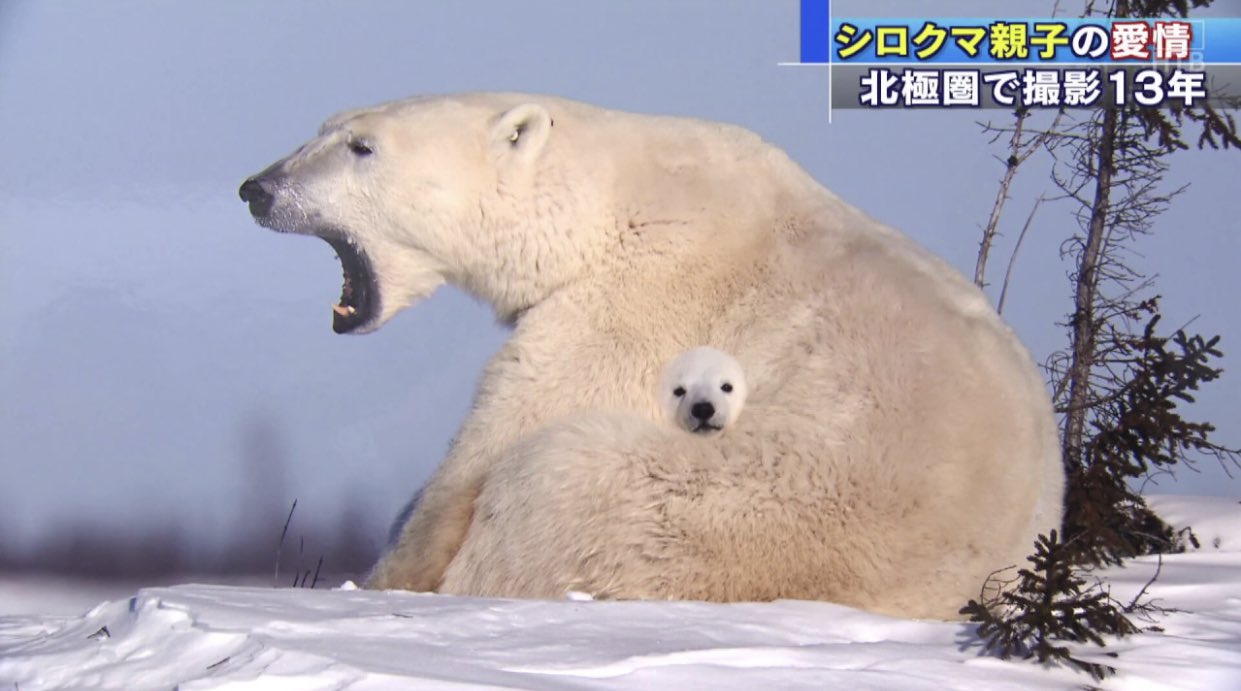 もふもふ動画 on X: 