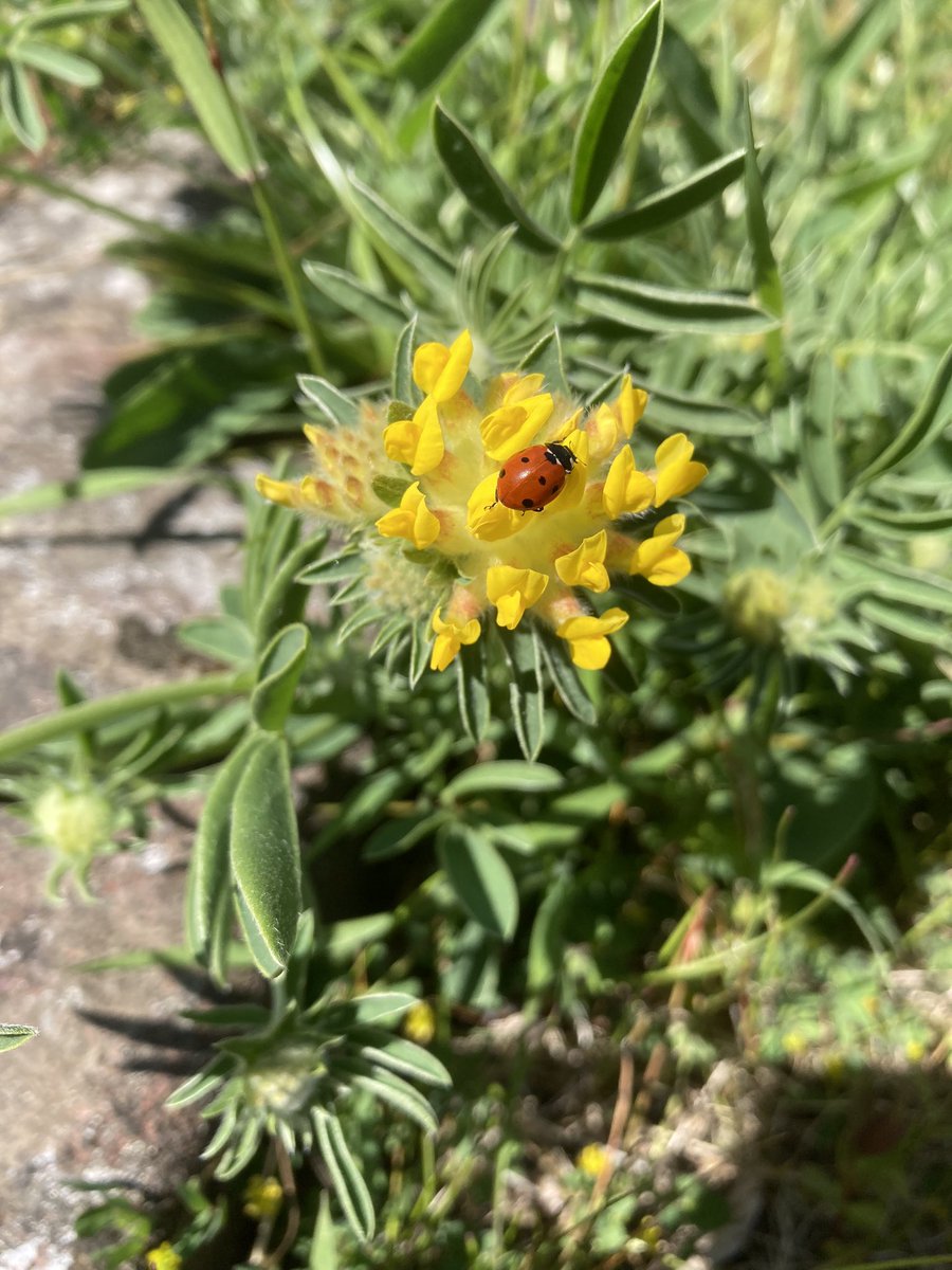 Ladybird rescued from the car and hopefully enjoying the kidney vetch planted in the garden #30DaysWild 
#Angus #ladybird #kidneyvetch 🦋