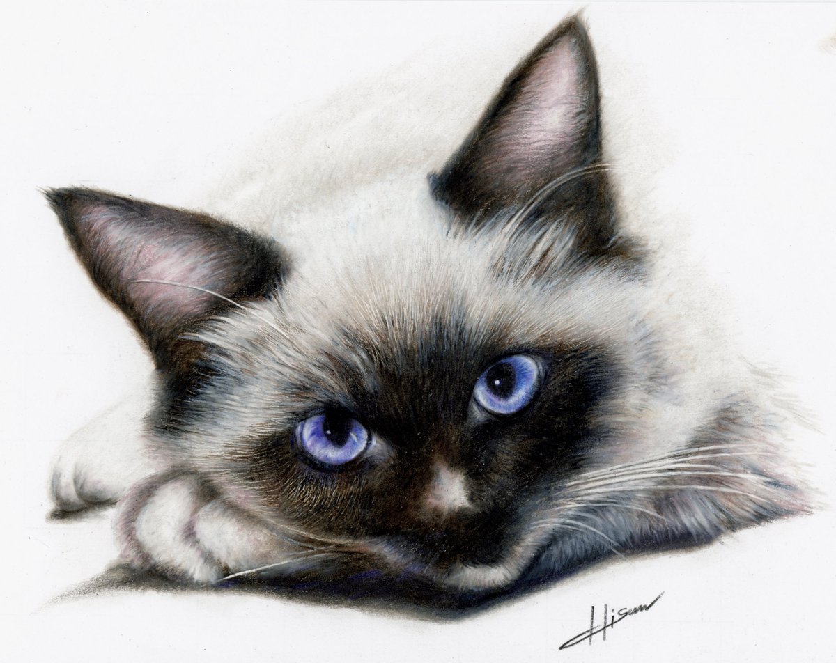 こちらもちょっと描き加えたので😊
#色鉛筆画 #猫