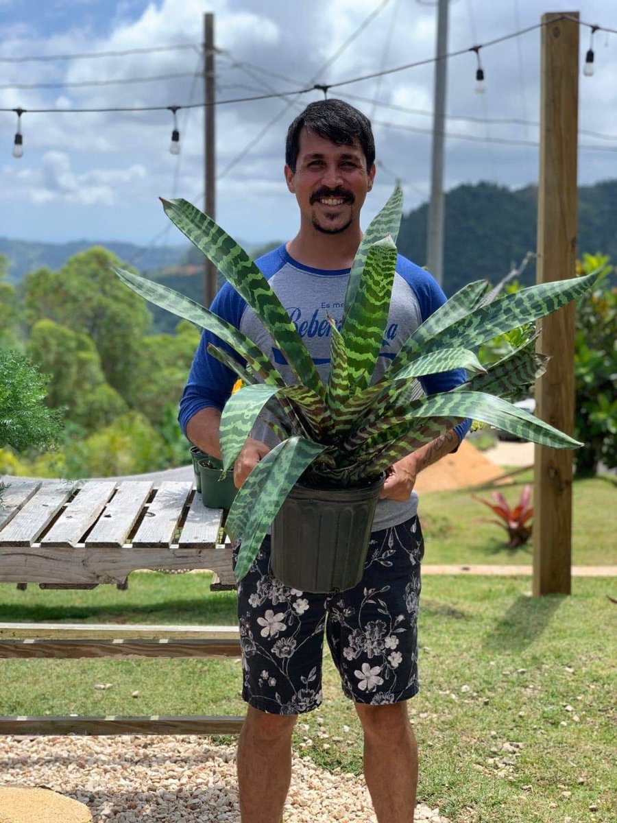 E_ALBIZU's tweet photo. Buenos Dias! Todos saben que estaba buscando plantas para interiores, pues ayer me encontré con esta pagina de un joven Puerto Rico que se busca su pesito vendiendo todo tipo de plantas y semillas para tener tu propio huerto casero. Me pareció genial y aqui les dejo para que apoyen lo de aquí y los de aquí.
