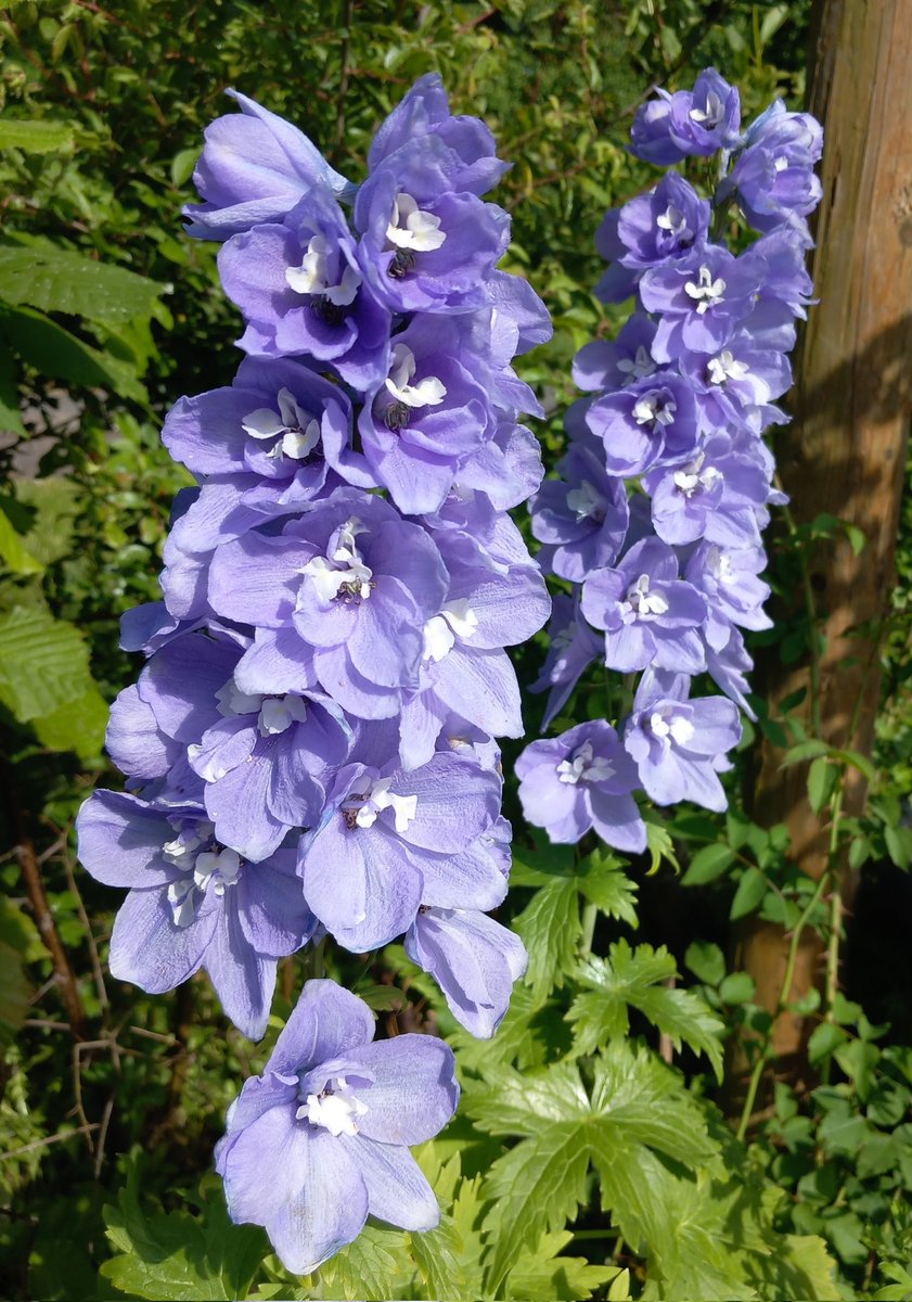 Good day to you all. #Delphinium 'Aurora Lavender'

#DelphiniumBeauty #UKGardenBlooms #FlowerPower #GardenInspiration #GardenGems  #GardenEnchantment #FloralParadise #GardenDelights #BloomingBritain #UKGarden