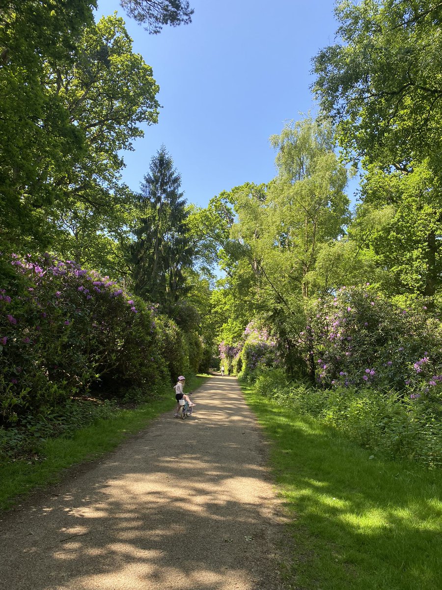 Saturday strolls through @sandringham1870. So lucky to have this on my doorstep #woodlandwalks #sunshine