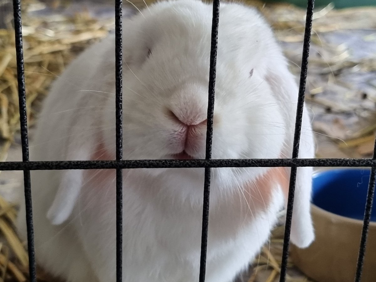 You haz treats....? 🥺

#Ruby 🐇 #BunniesOfTwitter #RabbitsOfTwitter #Bunny #Rabbit #SaturdayMood