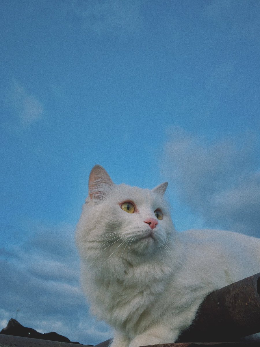 mandarineess's tweet photo. @kinledrt Котя зовут Беся. Имя сокращено от Бейлис, но кот решил, что от Бес, поэтому ведет себя как подобает. Моя нежность с характером❤️ https://t.co/XBYGoq4tee