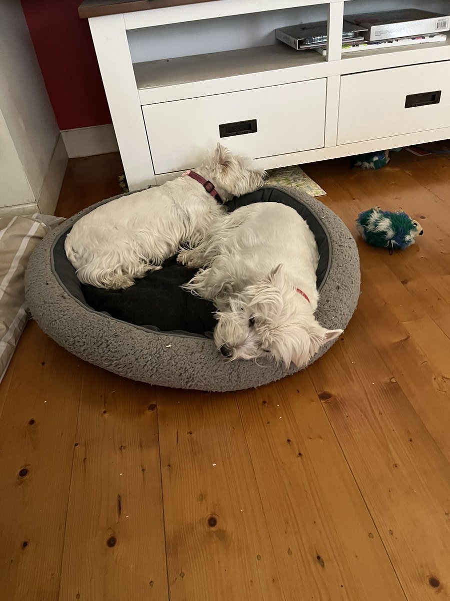 hellodollydog's tweet photo. Pfft we always share https://t.co/bfqNqVL8r2