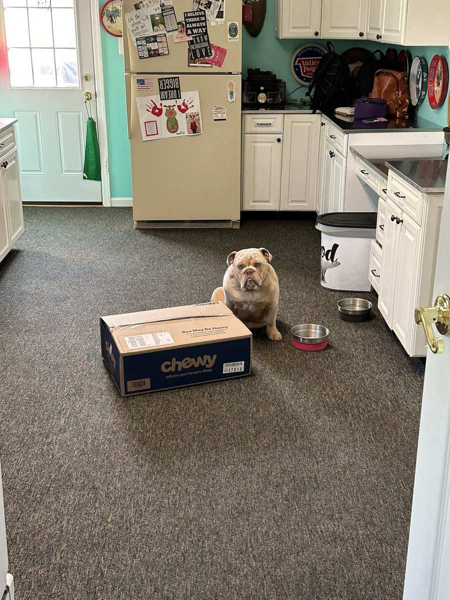 LP_Boyer's tweet photo. @Chewy Dawkins is patiently waiting for his goodies!!!! https://t.co/xKycFpMBeq