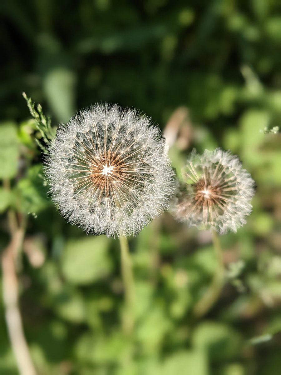 Echoes of colour
Memories of glory passed
Dandelion ghost
#HaikuSaturday
#haiku