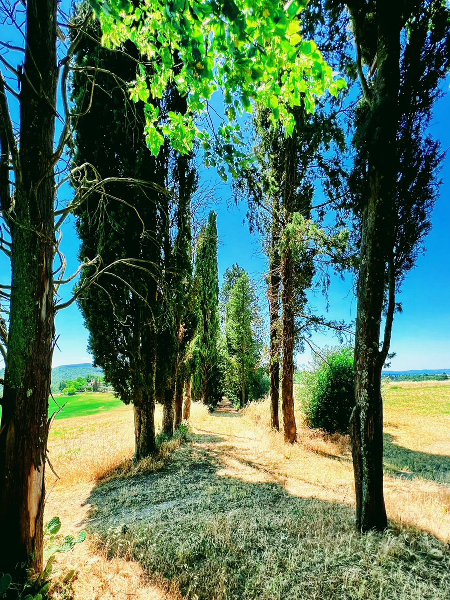 Typical of Tuscany. The winding path with these cypress trees 🙂

#IlikeItaly #Tuscany #Italy #DiscoverTuscany #mytuscany #InstaTuscany #VisitTuscany #FattoriaLornano #Lornano  #WineTasting #Accomodation #Monteriggioni #ChiantiClassico