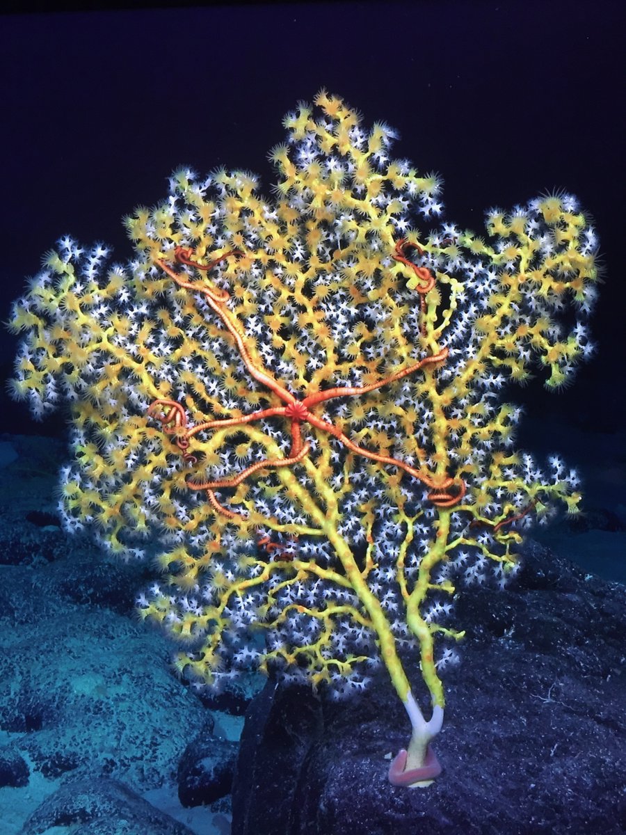 Interested in cold-water coral #restoration? Join us in Tjarno Sweden in October! Express your interest here: docs.google.com/forms/d/e/1FAI…