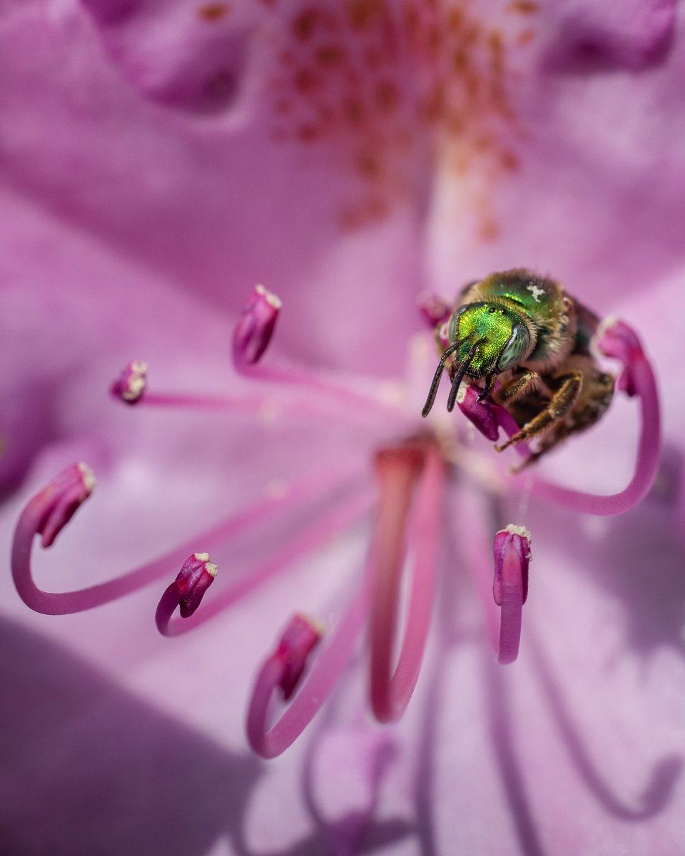 Photo by Charles L. | 'I wait for flowers around my town's common to bloom and attract bees and other insects to photograph.' #ShotOnCanon

📸 #Canon EOS R5
Lens: RF100mm F2.8 L MACRO IS USM