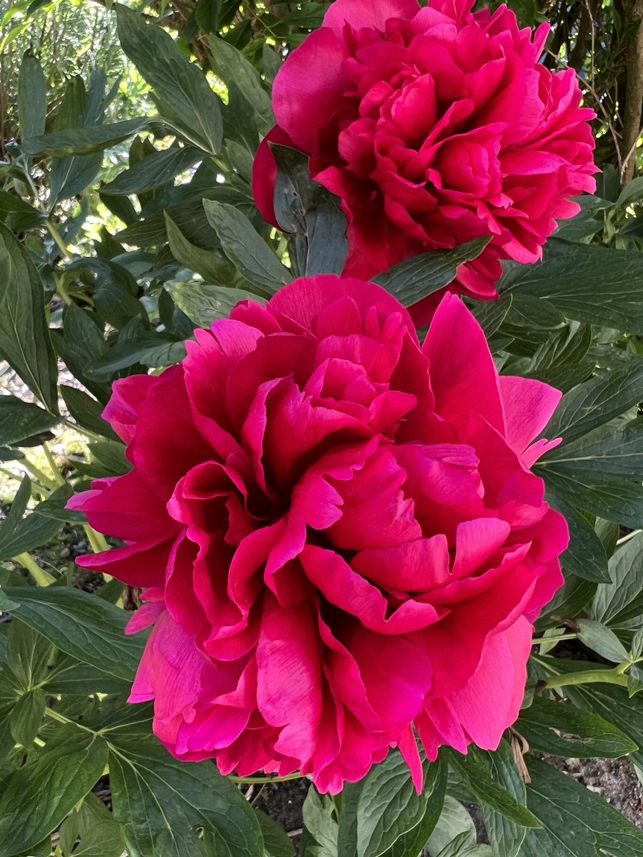 A pretty gorgeous double red herbaceous peony!