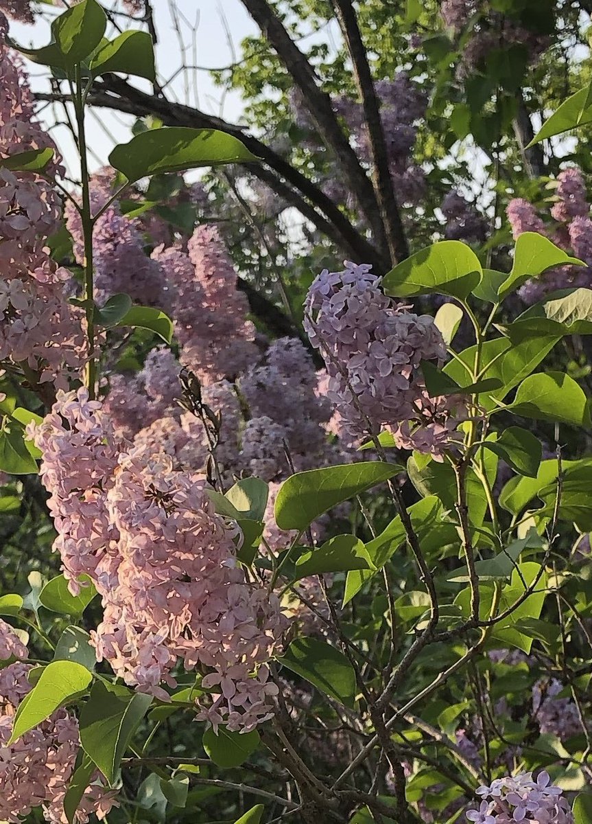 lilacs bloom each year
near a long-gone farmhouse door
the roots remember

#HaikuSaturday