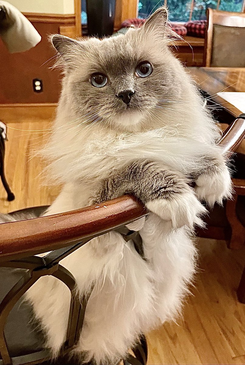 Have a great #Caturday !👍🤠 #CatsofTwittter